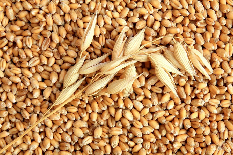 Russia will become the world’s first barley exporting country this season